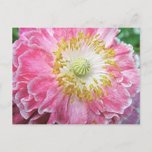 Frilly Pink Poppy Postkarte (Vorderseite)