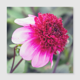 Frilly Pink und Magenta Dahlia Magnetkarte