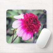 Frilly Pink und Magenta Dahlia mit zwei Tönen Mousepad (Mit Mouse)