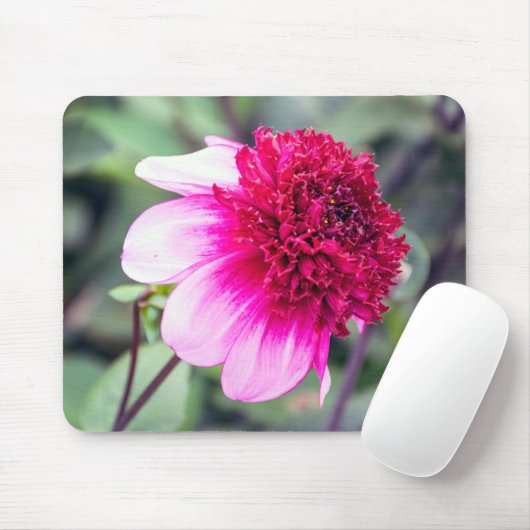 Frilly Pink und Magenta Dahlia mit zwei Tönen Mousepad (Mit Mouse)