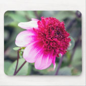 Frilly Pink und Magenta Dahlia mit zwei Tönen Mousepad (Vorne)
