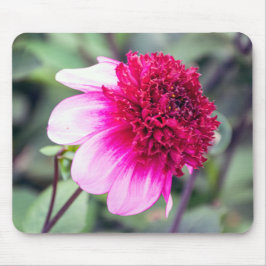 Frilly Pink und Magenta Dahlia mit zwei Tönen Mousepad