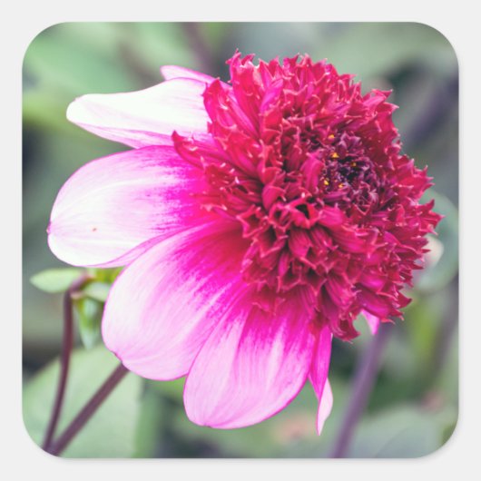Frilly Pink und Magenta Dahlia Quadratischer Aufkleber (Vorderseite)