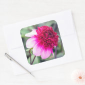 Frilly Pink und Magenta Dahlia Quadratischer Aufkleber (Umschlag)
