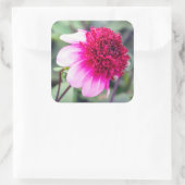 Frilly Pink und Magenta Dahlia Quadratischer Aufkleber (Tasche)