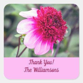 Frilly Pink und Magenta Dahlia Vielen Dank Quadratischer Aufkleber