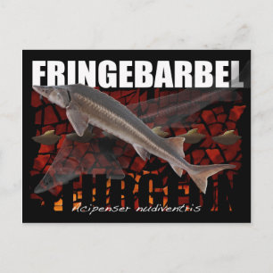 Fringebarbel-Ship Sturgeon Postcard Postkarte