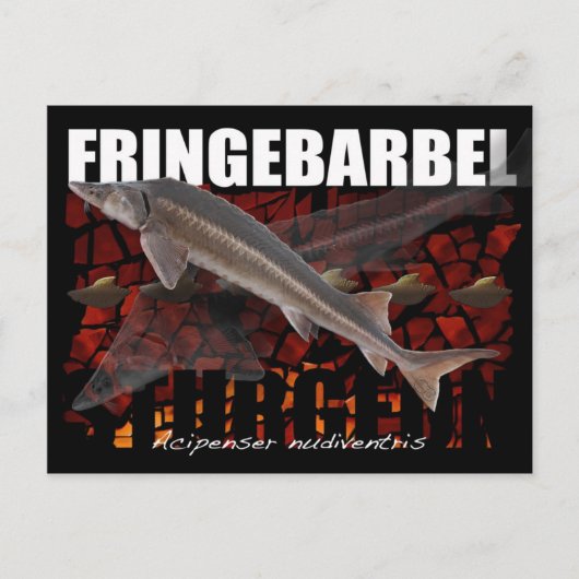 Fringebarbel-Ship Sturgeon Postcard Postkarte (Vorderseite)