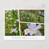 Fringed Iris Postkarte (Vorderseite)