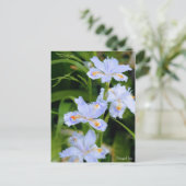 Fringed Iris [Postkarte] Postkarte (Stehend Vorderseite)