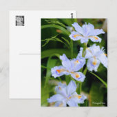 Fringed Iris [Postkarte] Postkarte (Vorne/Hinten)