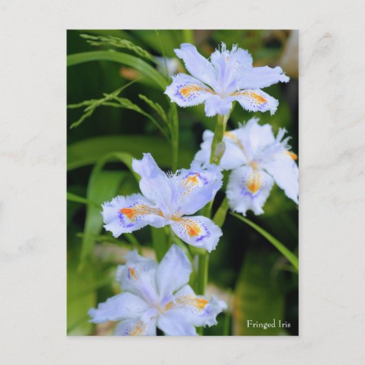 Fringed Iris [Postkarte] Postkarte (Vorderseite)