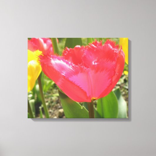 Fringed Tulips Canvas Print Leinwanddruck (Vorderseite)
