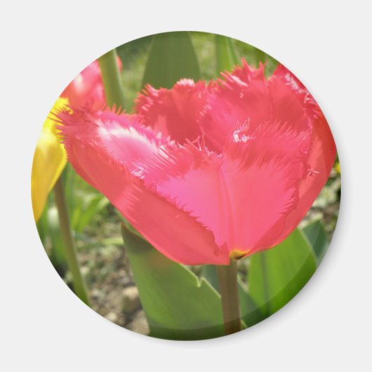 Fringed Tulips Magnet (Vorne)