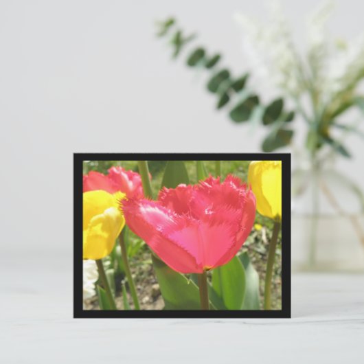 Fringed Tulips Postcard Postkarte (Stehend Vorderseite)