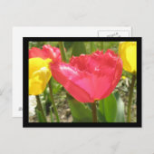 Fringed Tulips Postcard Postkarte (Vorne/Hinten)