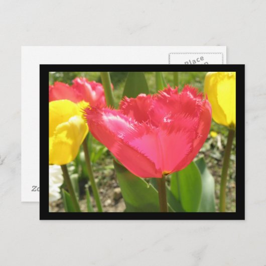 Fringed Tulips Postcard Postkarte (Vorne/Hinten)