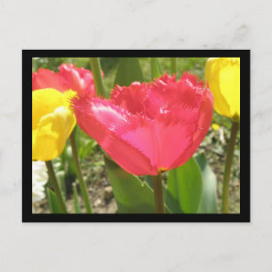 Fringed Tulips Postcard Postkarte