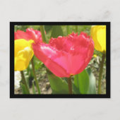 Fringed Tulips Postcard Postkarte (Vorderseite)