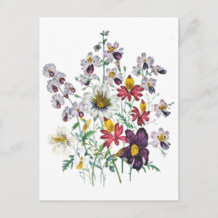 Fringeflowers und Velvet Trumpet Flowers Postkarte