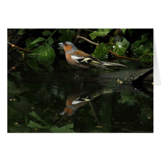 Fringilla coelebs (Vorderseite (Horizontal))