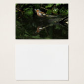 Fringilla coelebs (Vorne & Hinten)