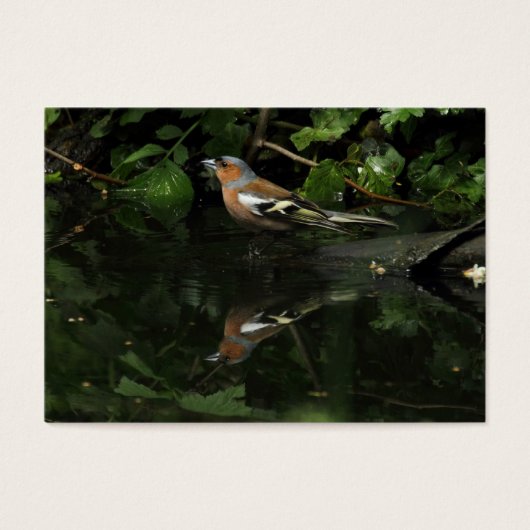 Fringilla coelebs (Vorderseite)