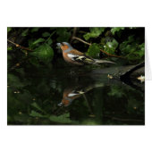 Fringilla coelebs (Vorderseite (Horizontal))