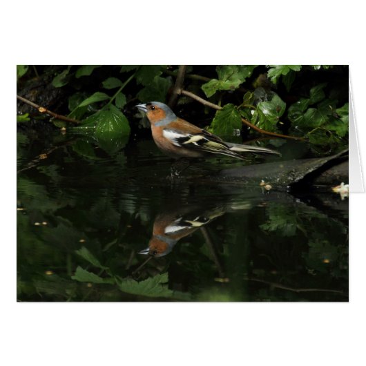 Fringilla coelebs (Vorderseite (Horizontal))