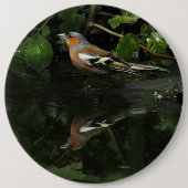 Fringilla coelebs button (Vorderseite)