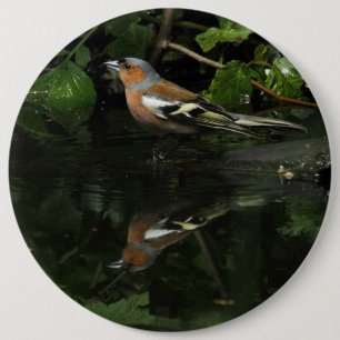 Fringilla coelebs button