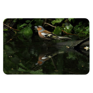 Fringilla coelebs magnet