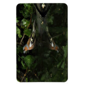 Fringilla coelebs magnet (Vertikal)