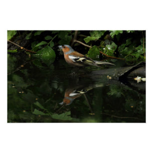 Fringilla coelebs poster