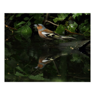 Fringilla coelebs poster