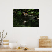 Fringilla coelebs poster (Küche)