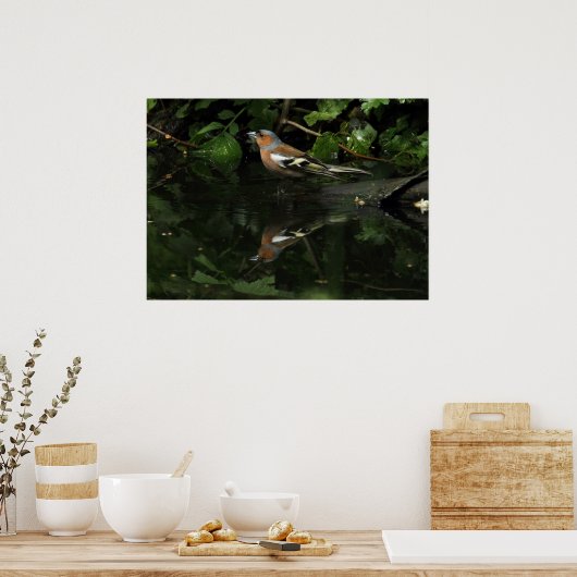 Fringilla coelebs poster (Küche)