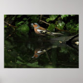 Fringilla coelebs poster (Vorne)