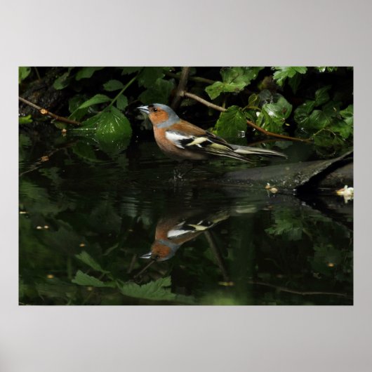 Fringilla coelebs poster (Vorne)