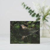 Fringilla coelebs postkarte (Stehend Vorderseite)