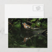 Fringilla coelebs postkarte (Vorne/Hinten)