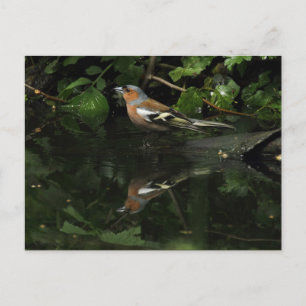 Fringilla coelebs postkarte
