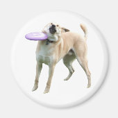 Frisbee Dog Meme Magnet (Vorne)