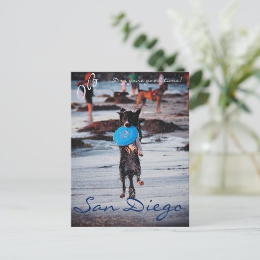 Frisbee Dog Postkarte (Stehend Vorderseite)