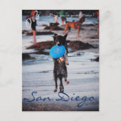 Frisbee Dog Postkarte (Vorderseite)