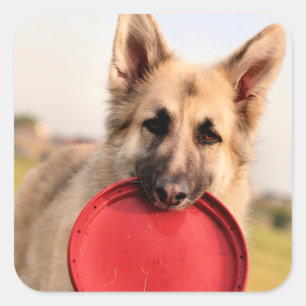 Frisbee Quadratischer Aufkleber