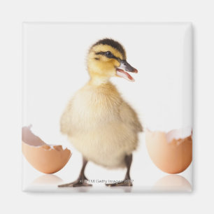 Frisch ausgebrütetes Küken neben defekter Magnet