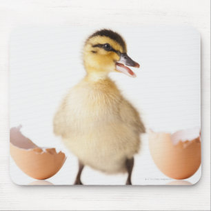 Frisch ausgebrütetes Küken neben defekter Mousepad