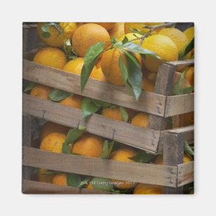 frisch ausgewählte Orangen Magnet