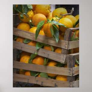 frisch ausgewählte Orangen Poster